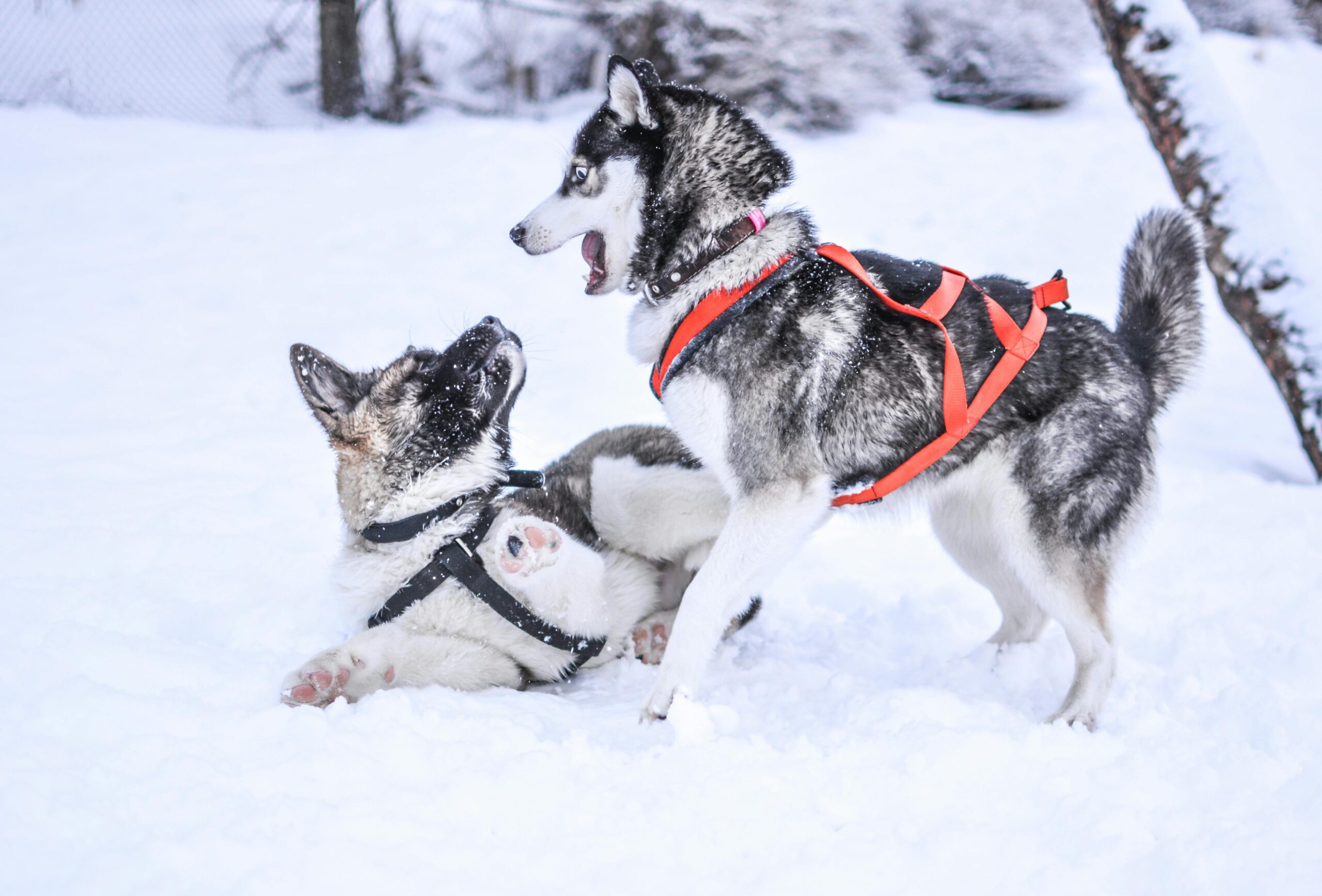 The Science Behind Dog Training Methods